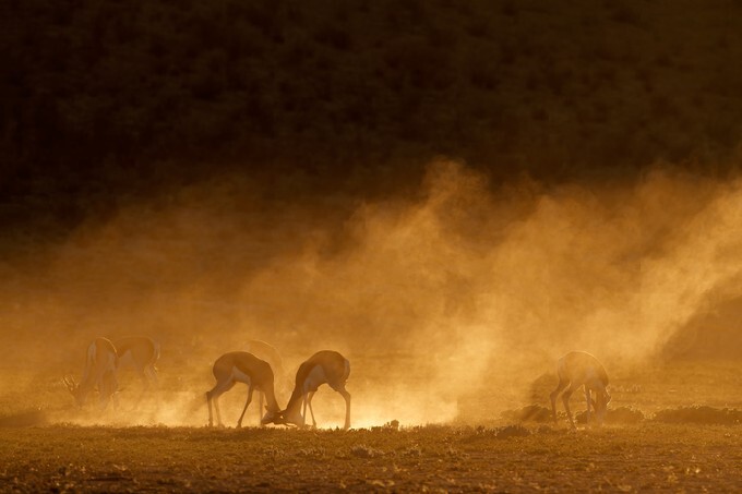 Springbok antelope (Antidorcas marsupialis) in dust at sunrise, Kalahari desert, South Africa